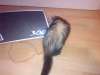 Userbild